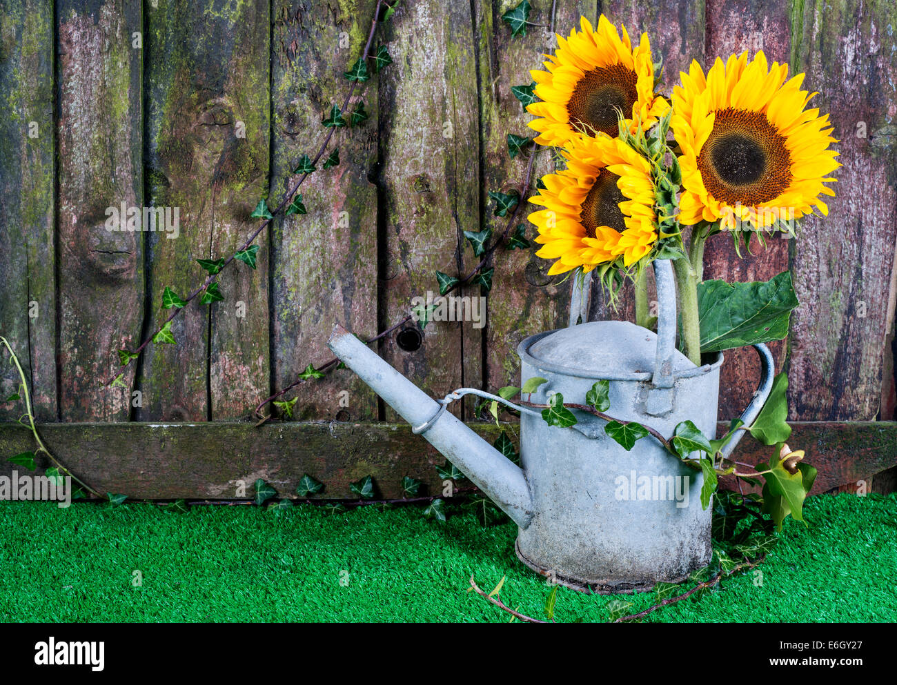 Drei Sonnenblumen in eine dekorative Gießkanne gegen eine verwitterte Gartenzaun Stockfoto