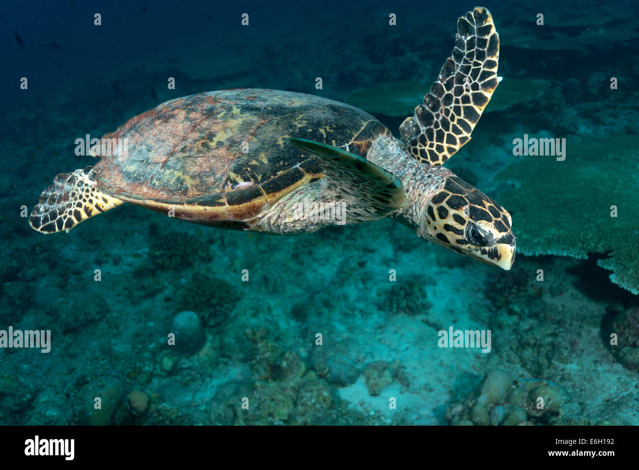 Unechte Karettschildkröte auf den Malediven, Indischer Ozean Stockfoto