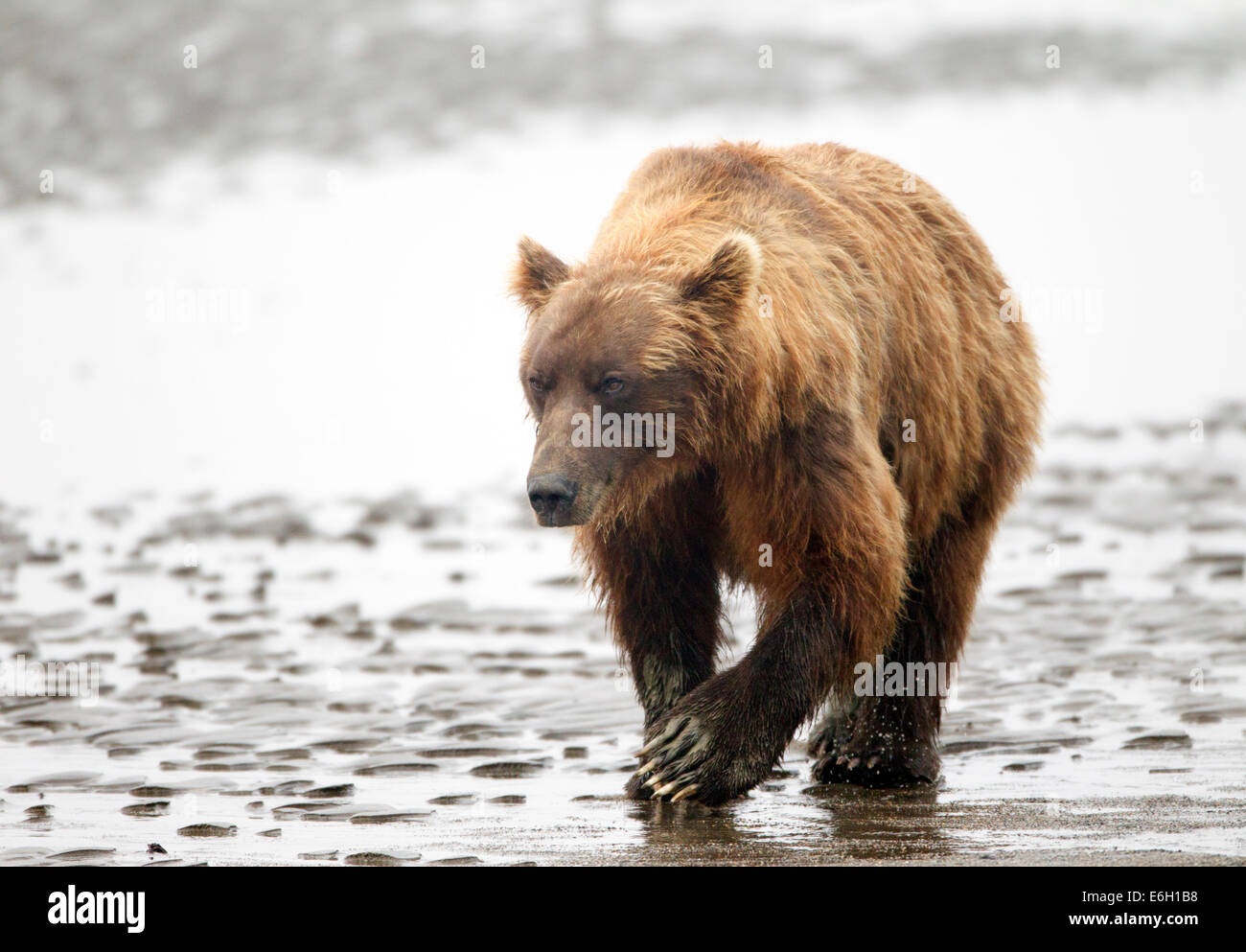 Alaskan Braunbär Keiler Stockfoto