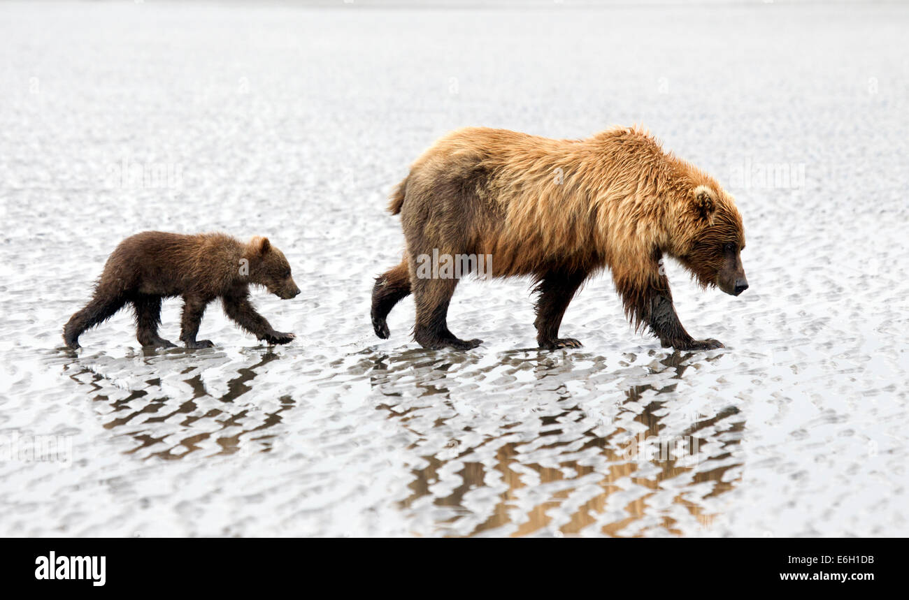 Alaska Brown Bear Sau und Cub gehen auf Tidal Flats Stockfoto