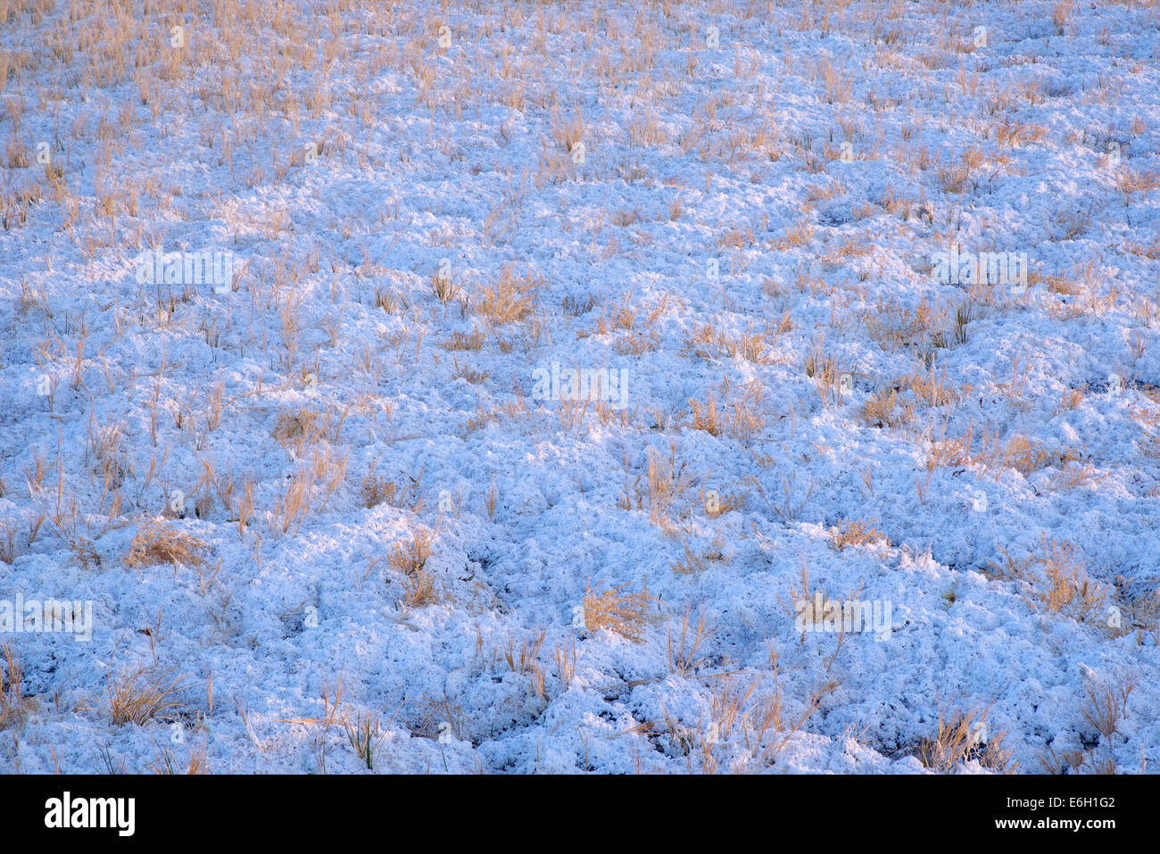 Nahaufnahme von Borax und Rasen. Borax Lake Preserve, Oregon Stockfoto