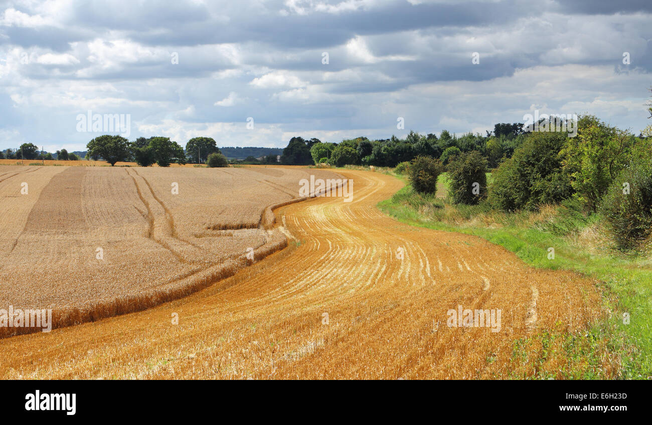 Eine englische Landschaft im ländlichen Raum in den Chiltern Hills mit goldenen Weizen-und Stoppeln Stockfoto