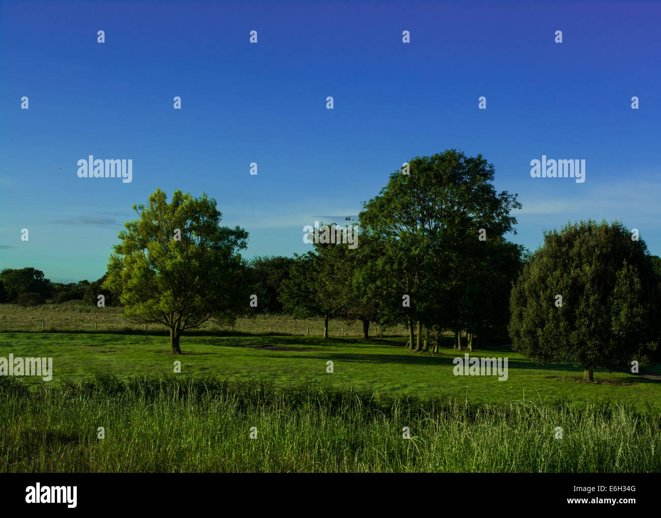 Rasen und Bäumen mit blauem Himmel Stockfoto