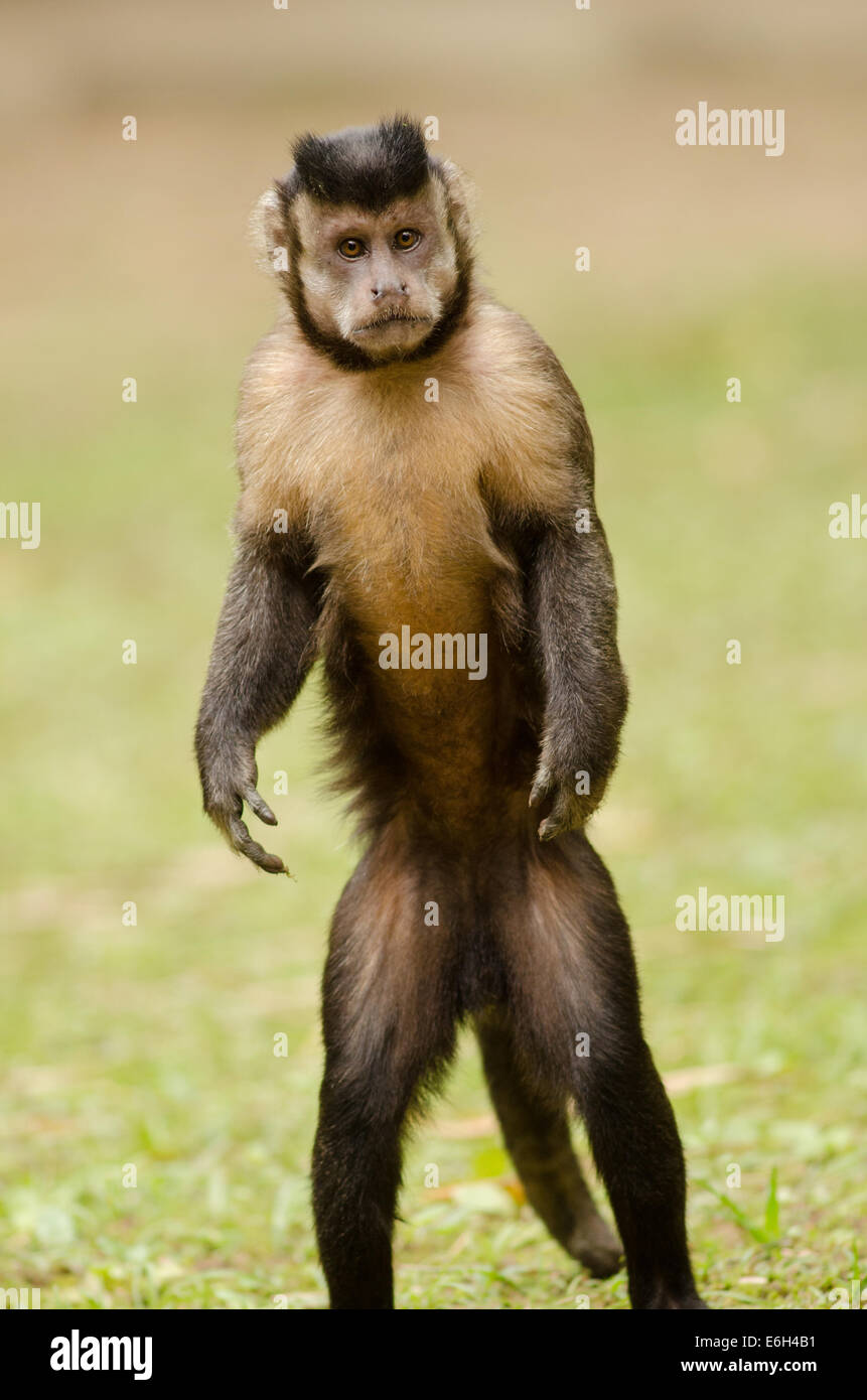 Die schwarzen gehörnten Kapuziner, Sapajus Nigritus aka schwarze Kapuziner (Cebus Apella Nigritus) Stockfoto