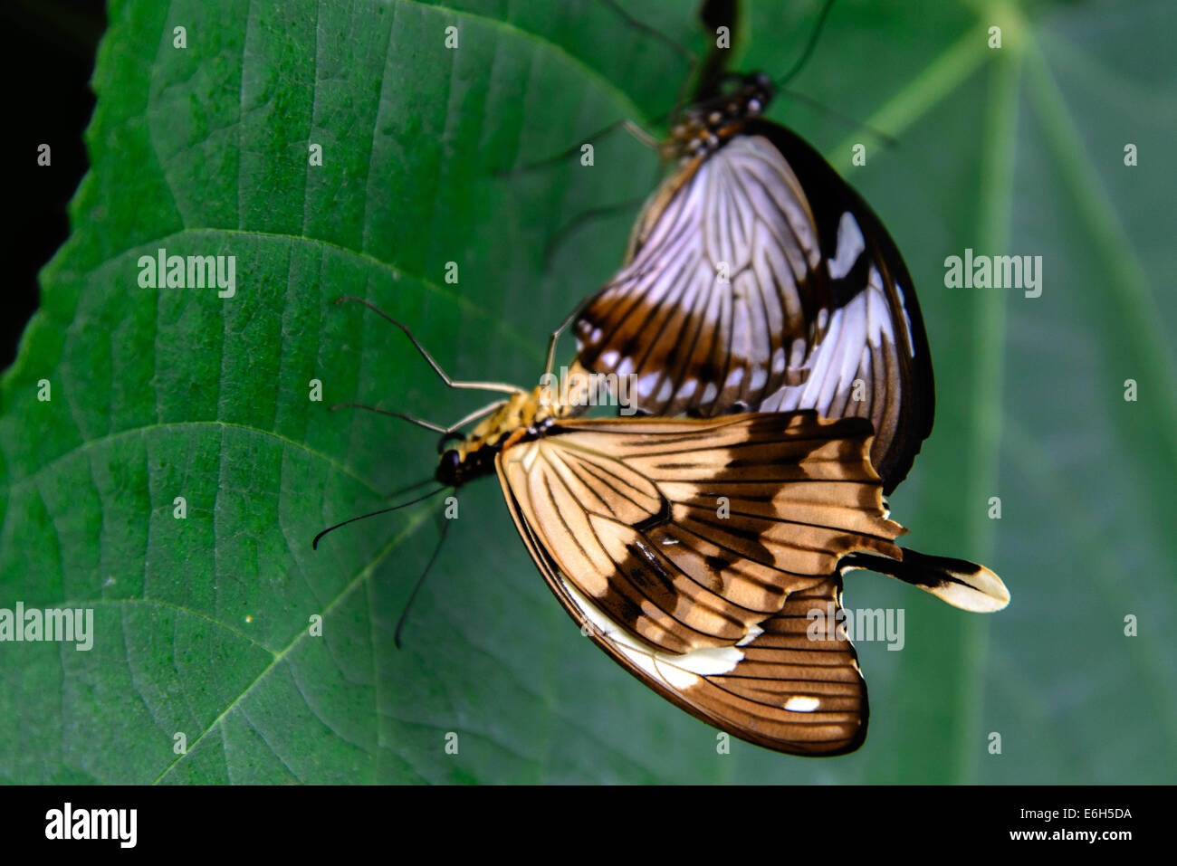Schwalbenschwanz-Schmetterling auf einer Pflanze Stockfoto