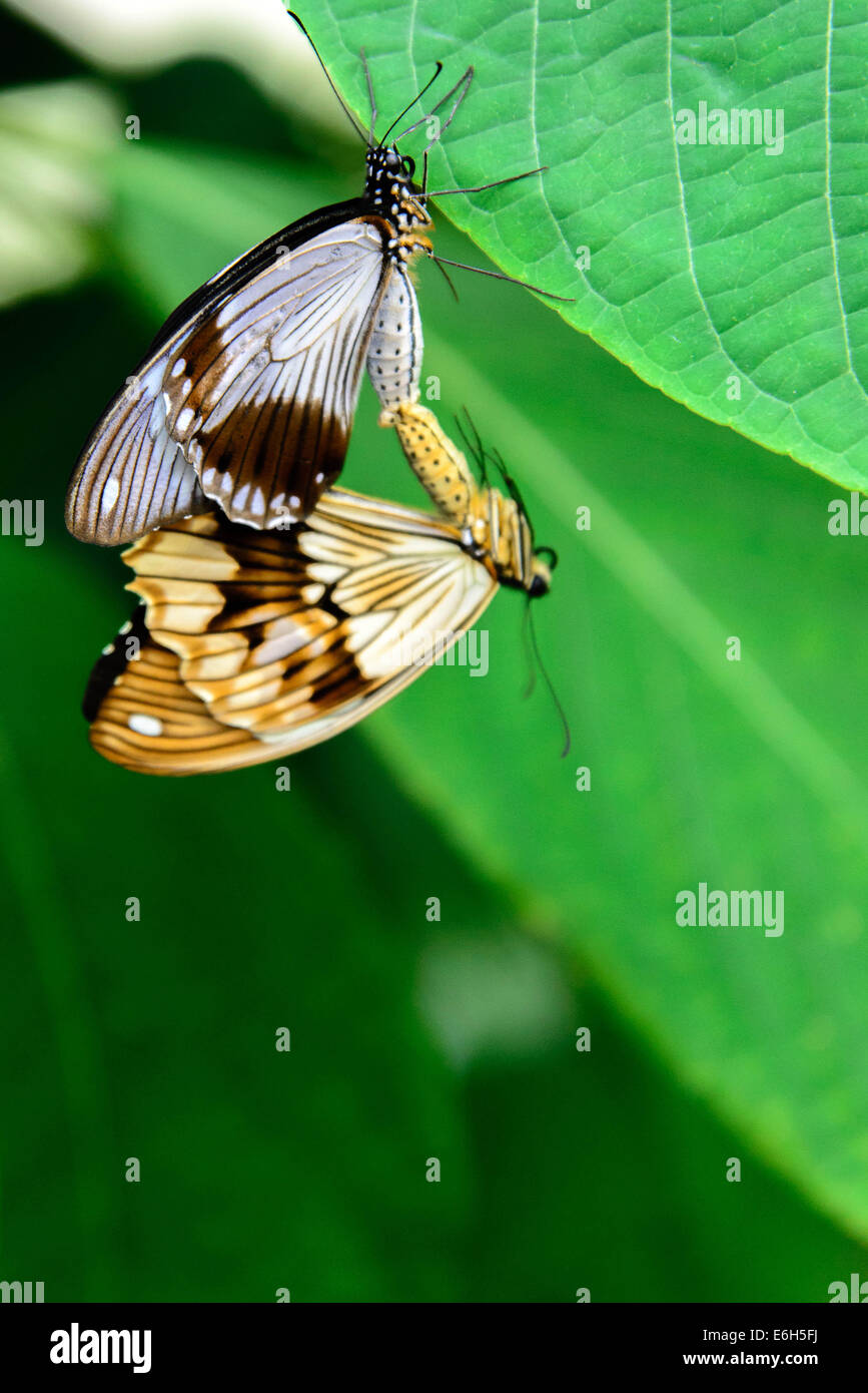 Schwalbenschwanz-Schmetterling auf einer Pflanze Stockfoto