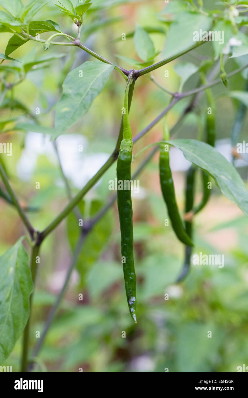 Chilli "Thai Hot" in einem Gewächshaus wachsen. Stockfoto