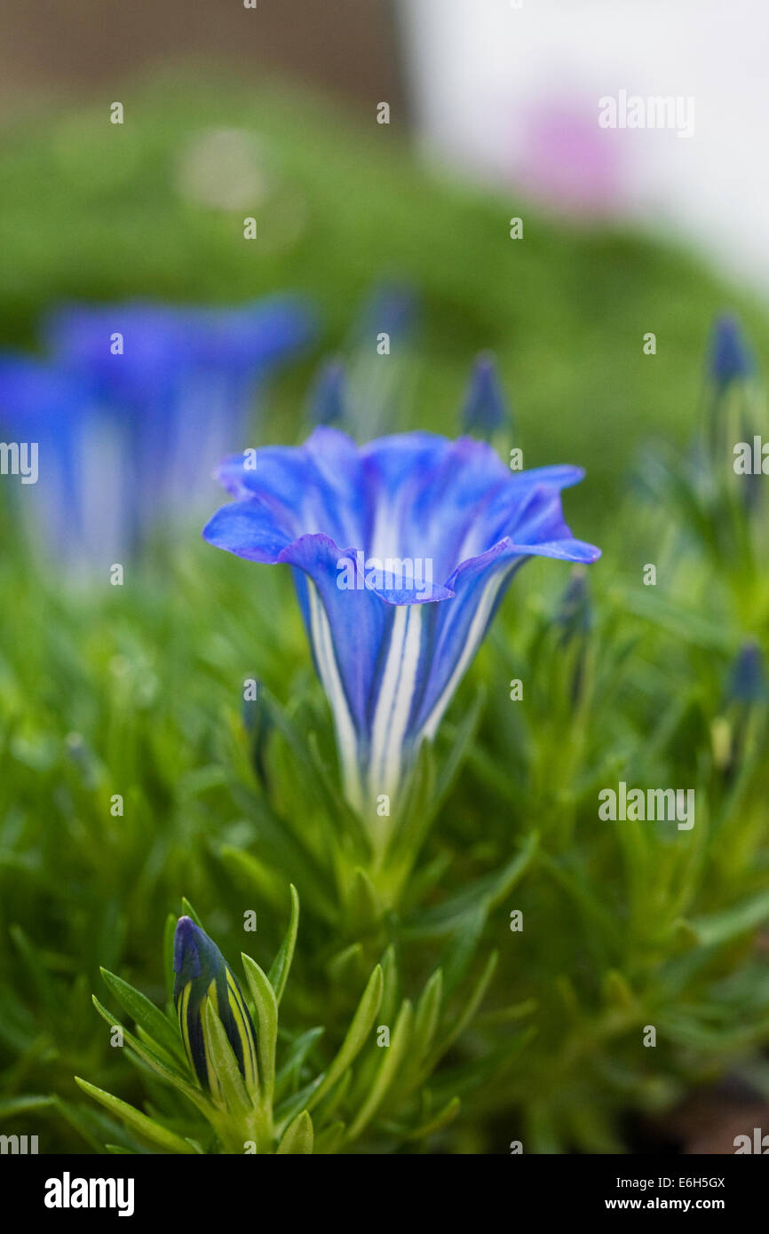 Gentiana "Balmoral" wächst in einer geschützten Umgebung. Stockfoto