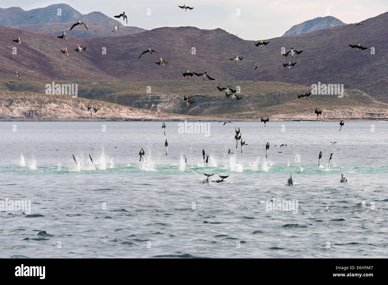 Blaufußtölpel, Delphinen und Pelikanen in einer Fütterung Raserei, Isla Carmen, Sea of Cortez, Baja, Mexiko Stockfoto