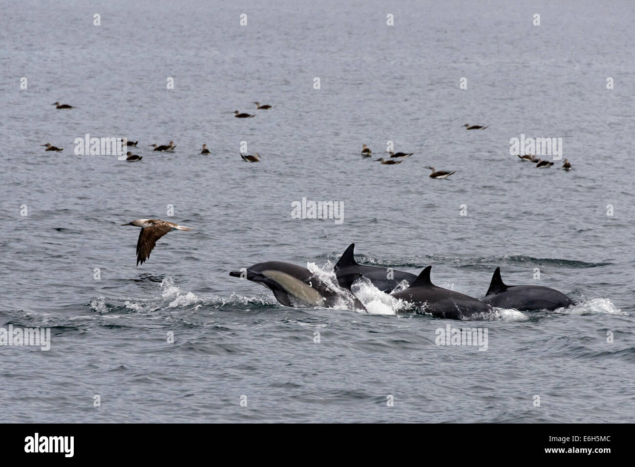 Langem Schnabel gemeine Delfine und Blaufußtölpel, Isla Carmen, Sea of Cortez, Baja, Mexiko Stockfoto