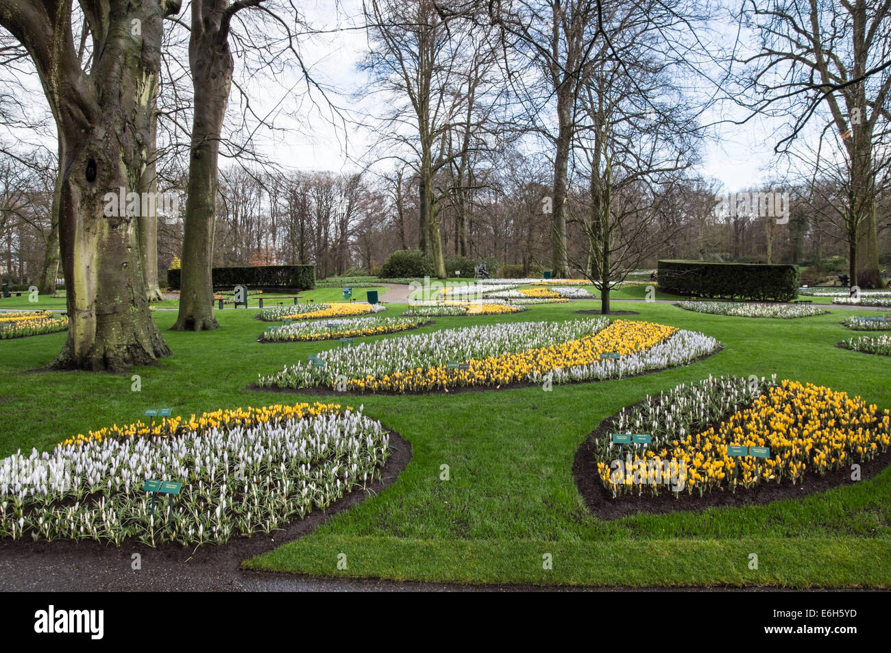 Vorfrühlingsblüher im Keukenhof Gärten, Niederlande Stockfoto