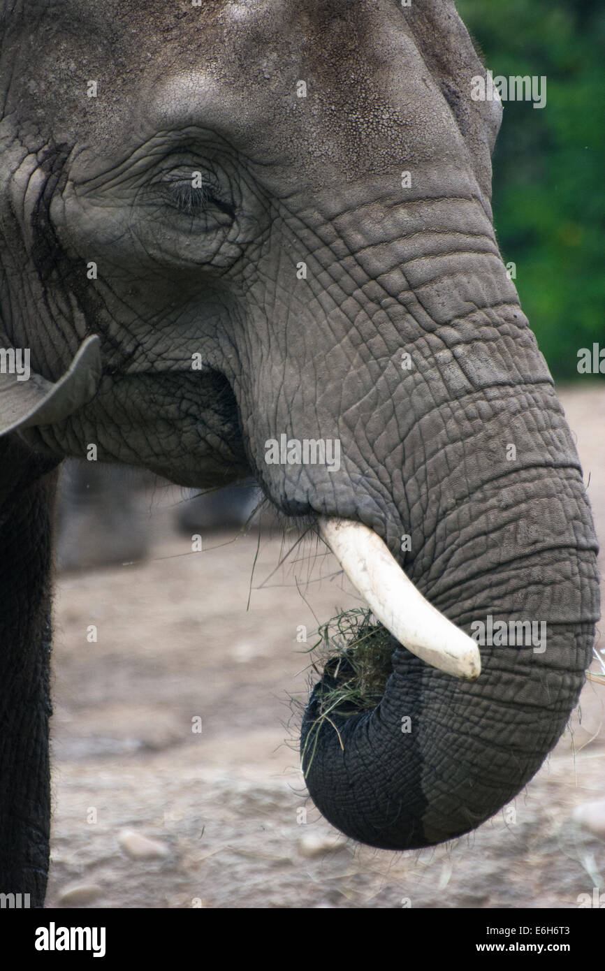 Afrikanischer Elefant, Pittsburgh Zoo Stockfoto