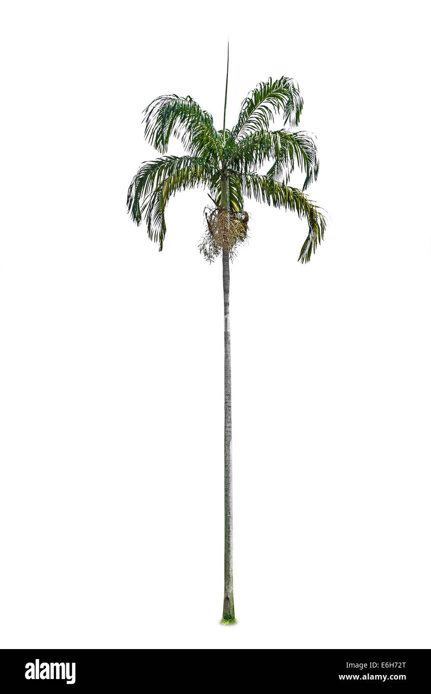 Palme, die isoliert auf weißem Hintergrund Stockfoto