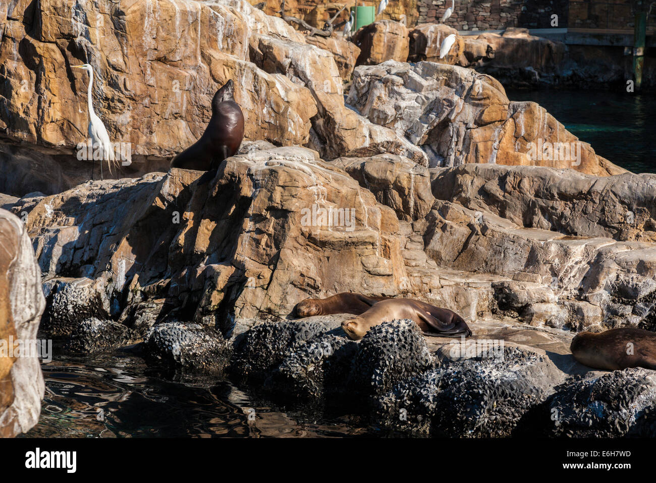 Seelöwen und ein Silberreiher auf den Felsen im Pazifik Punkt bewahren Lebensraum in Sea World, Orlando, Florida Stockfoto