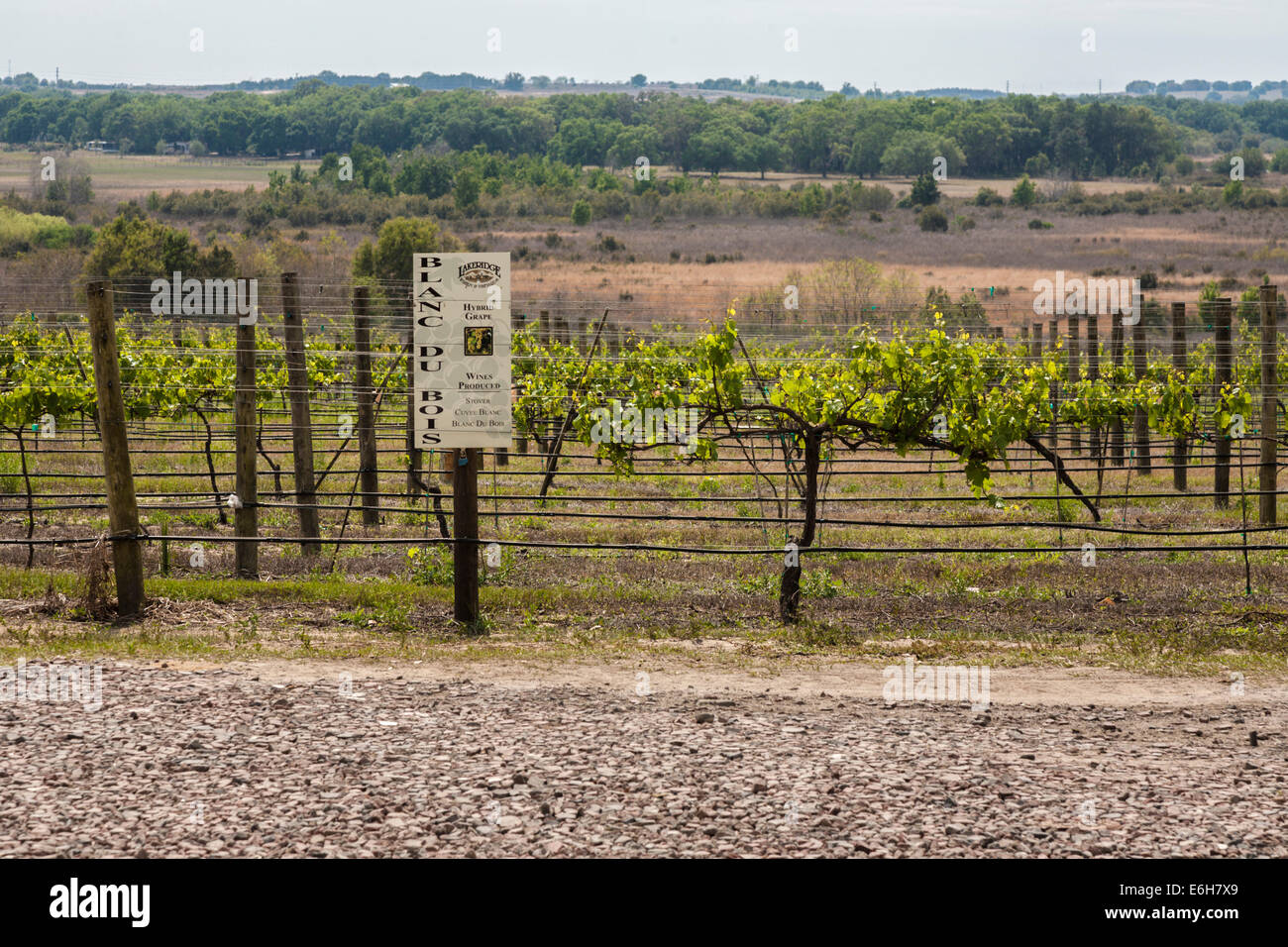 Weinreben auf Lakeridge Winery und Weinberge in der Nähe von Clermont, Florida Stockfoto