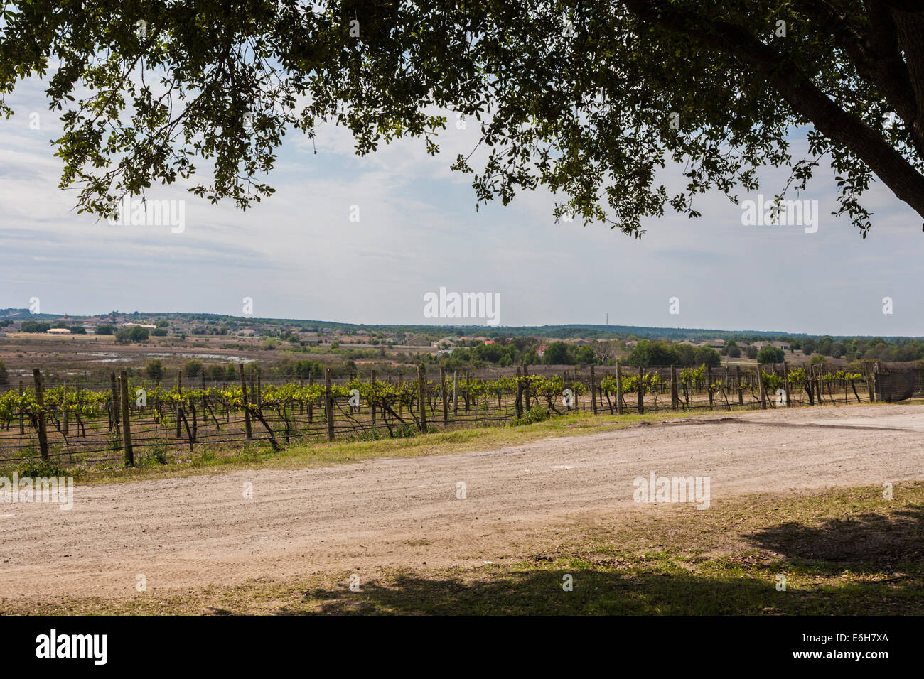 Weinreben auf Lakeridge Winery und Weinberge in der Nähe von Clermont, Florida Stockfoto