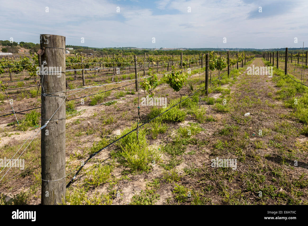 Weinreben auf Lakeridge Winery und Weinberge in der Nähe von Clermont, Florida Stockfoto