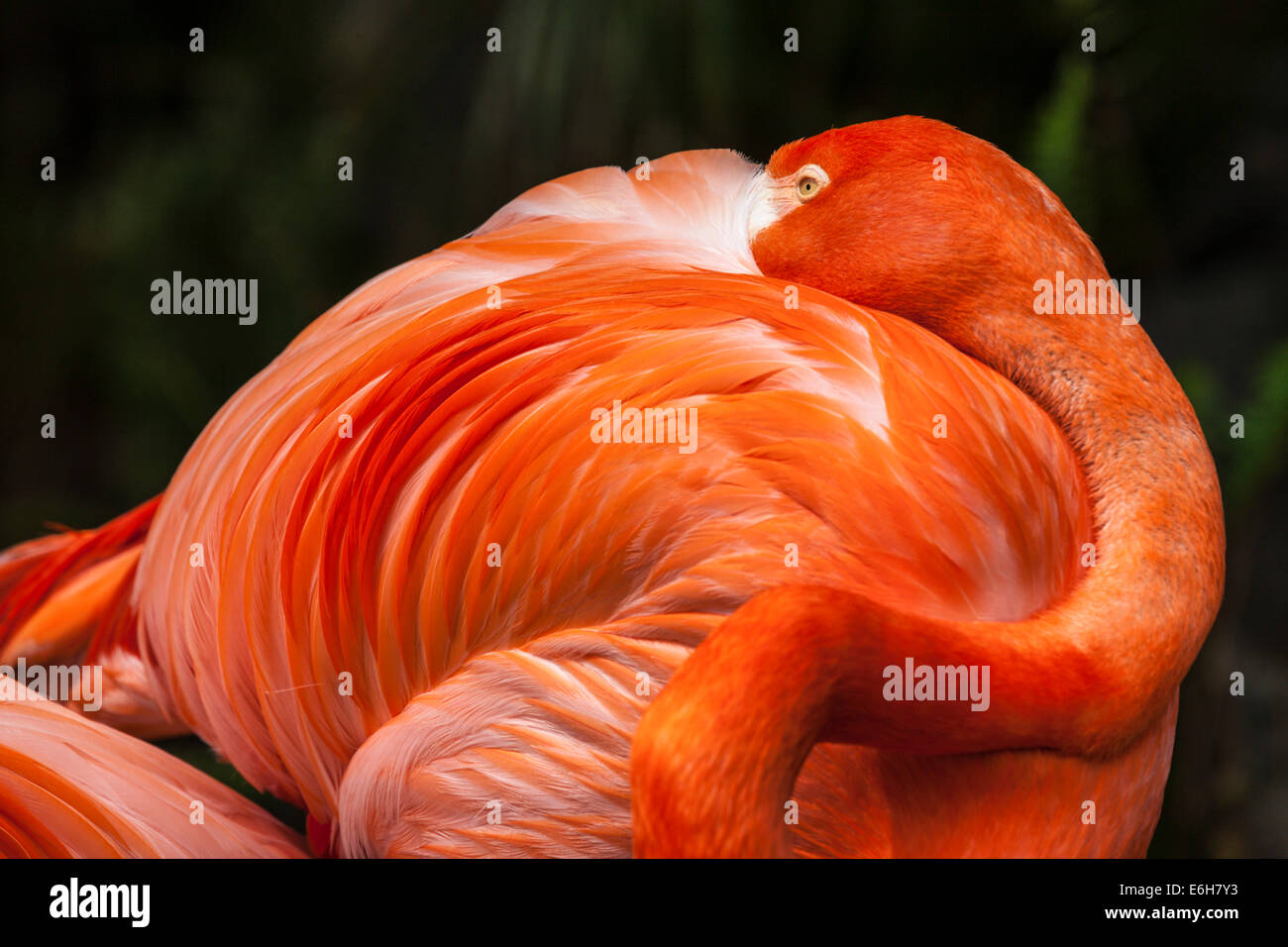 Flamingo in Gefangenschaft Stockfoto