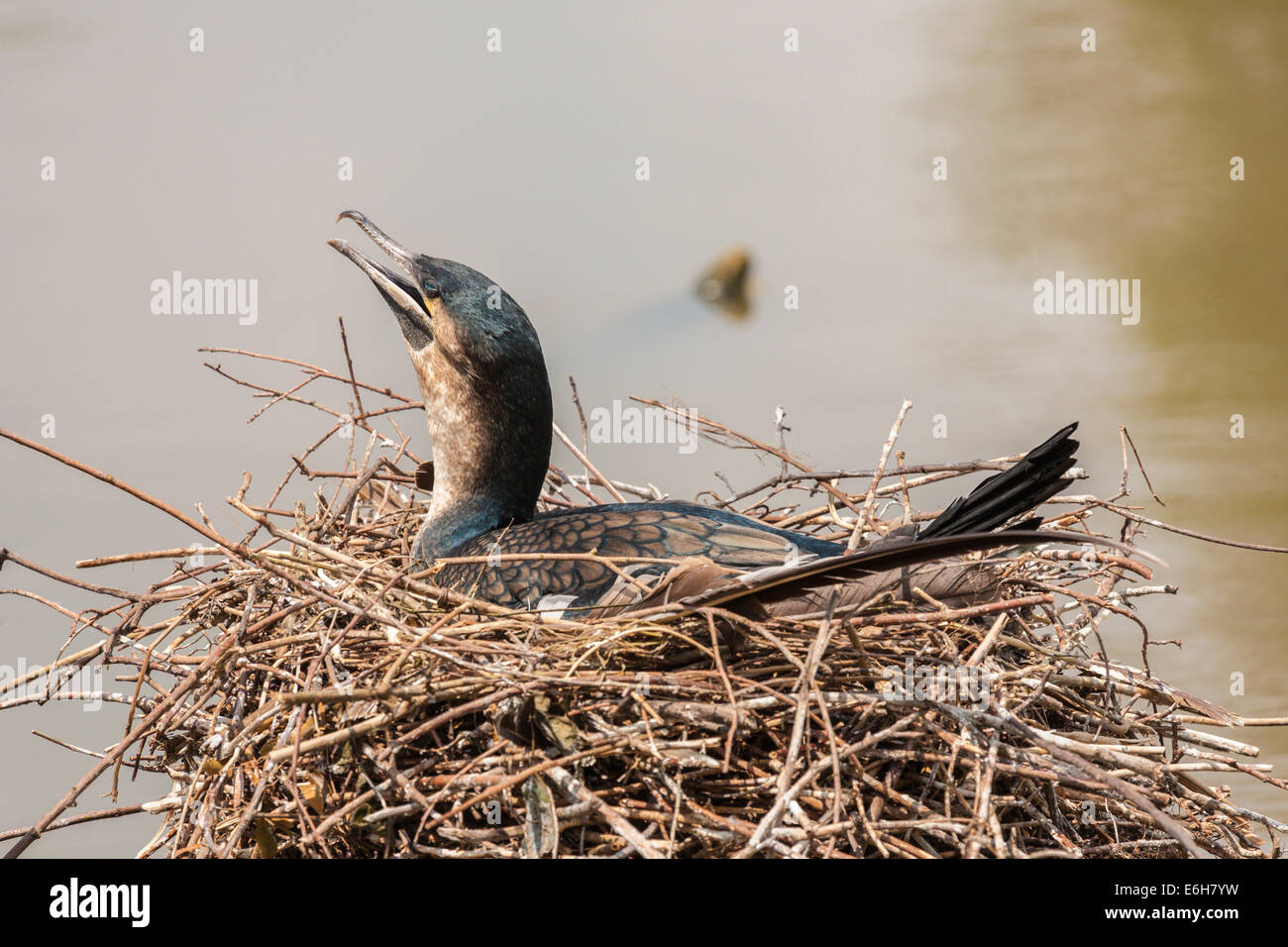 Kormorane sitzen am Nest in New Orleans, Louisiana Stockfoto