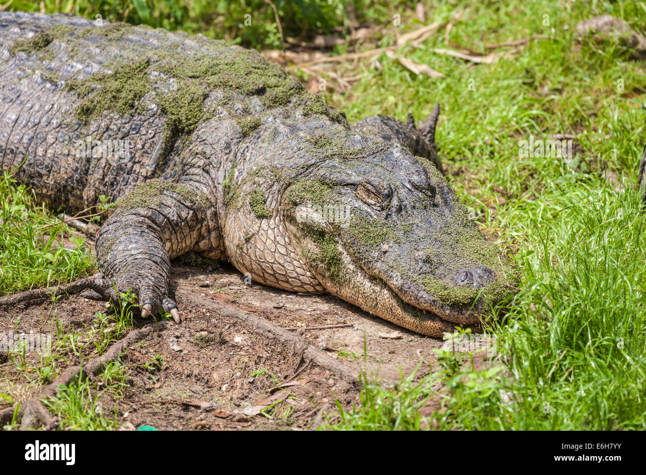 Amerikanischer Alligator (Alligator Mississippiensis) liegen im Rasen neben Teich Stockfoto