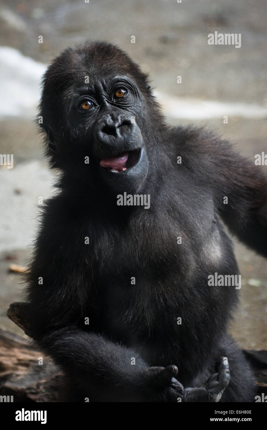 Baby Gorilla Ivan ist ca. 15 Monate alt auf diesem Foto.  Er ist ein Flachlandgorilla im Zoo von Pittsburgh, PA Stockfoto