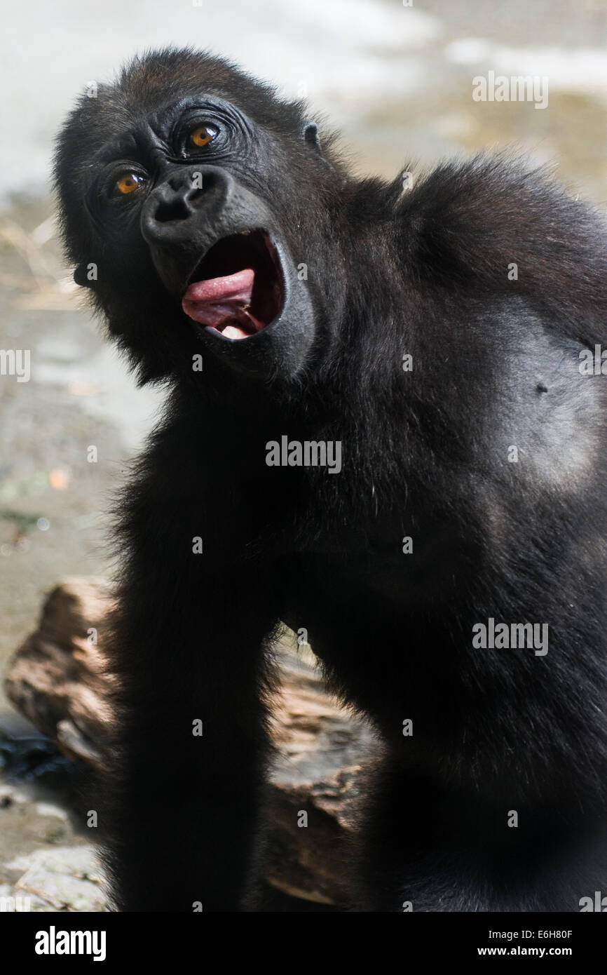 Baby Gorilla Ivan ist ca. 15 Monate alt auf diesem Foto.  Er ist ein Flachlandgorilla im Zoo von Pittsburgh, PA Stockfoto