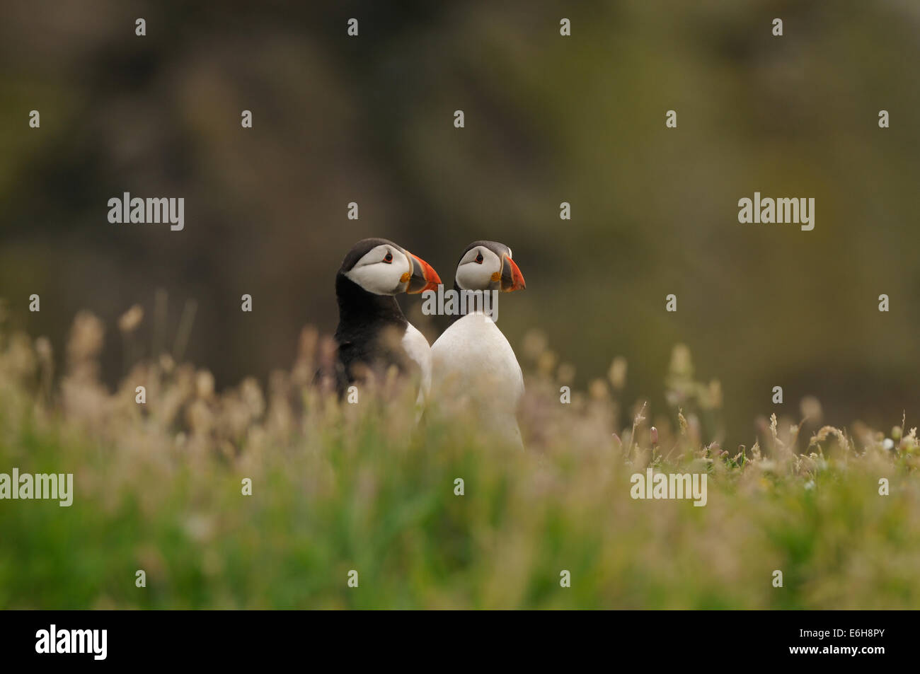 Atlantic papageientaucher zwischen Gräsern und Blumen auf den Klippen der Insel Skomer auf die süd-westlich der marloes Halbinsel Stockfoto