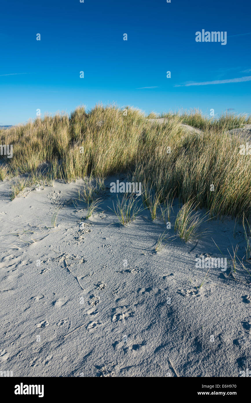 Gräser auf den Sanddünen am West Wittering Stockfoto