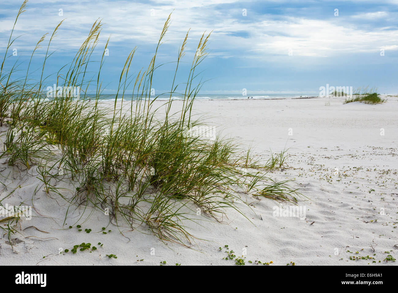 Seegras und Sanddünen helfen, die weißen Sandstränden an Pensacola Beach Florida zu schützen Stockfoto