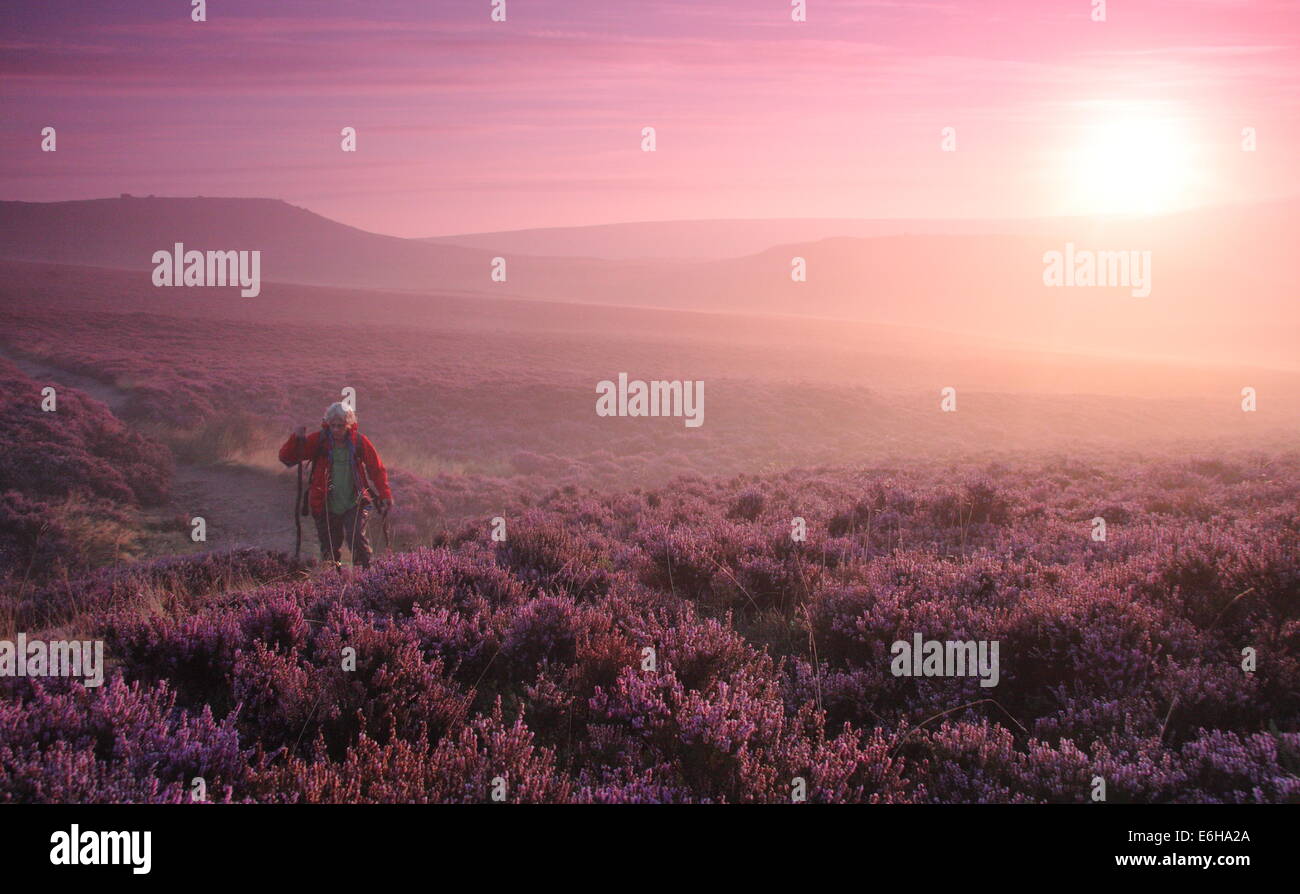 Hathersage Moor, Peak District. 24. August 2014. An einem hellen, kühlen Morgen hält eine Hügel Walker um ein Platzen der lila Dämmerlicht zu bewundern, wie es Teile der lila und Magenta Heidekraut cloaking Hathersage Moor in der Nähe von Sheffield beleuchtet.  August Bank Holiday Wochenende Wetter soll mit Meteorologen vorhersagen starker Regen und Wind für die meisten Teile des Vereinigten Königreichs morgen verschlechtern (25/8). Bildnachweis: Deborah Vernon/Alamy Live-Nachrichten Stockfoto