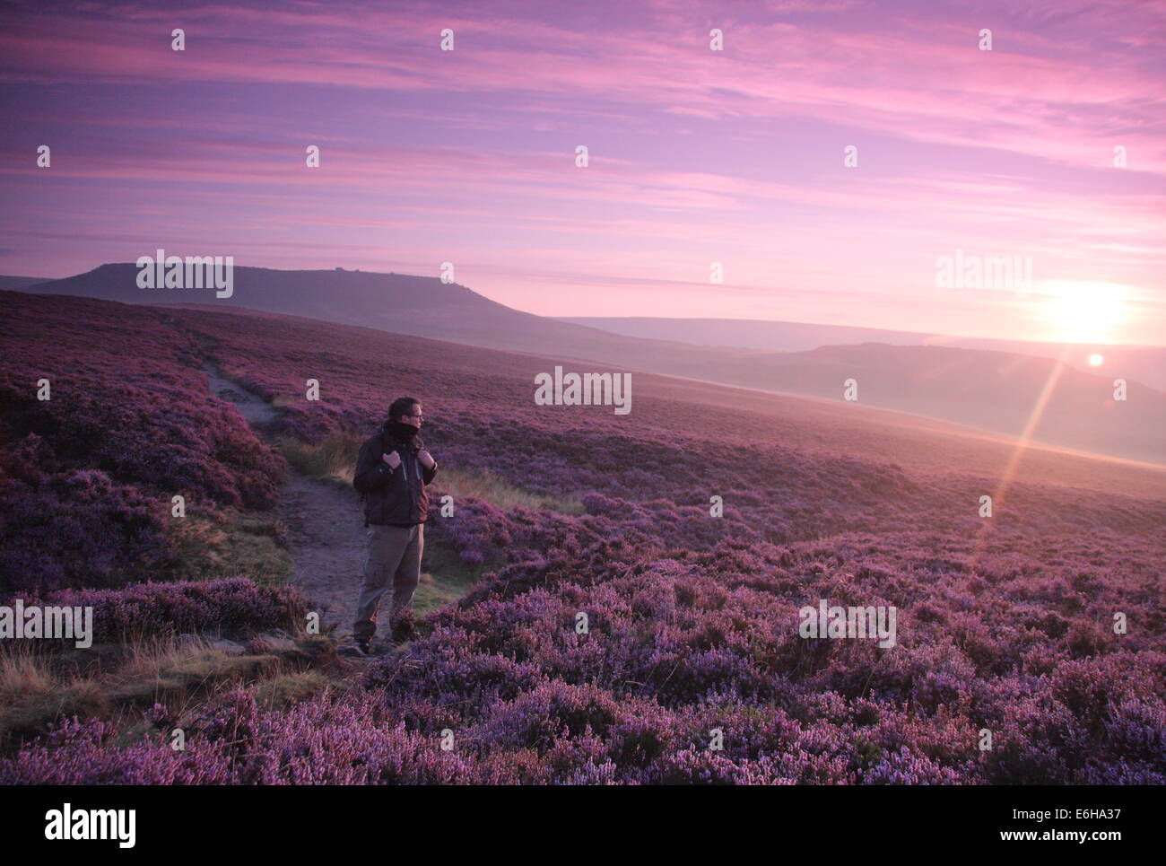 Hathersage Moor, Peak District. 24. August 2014. An einem hellen, kühlen Morgen hält eine Hügel Walker um ein Platzen der lila Dämmerlicht zu bewundern, wie es Teile der lila und Magenta Heidekraut cloaking Hathersage Moor in der Nähe von Sheffield beleuchtet.  August Bank Holiday Wochenende Wetter soll mit Meteorologen vorhersagen starker Regen und Wind für die meisten Teile des Vereinigten Königreichs morgen verschlechtern (25/8). Bildnachweis: Deborah Vernon/Alamy Live-Nachrichten Stockfoto