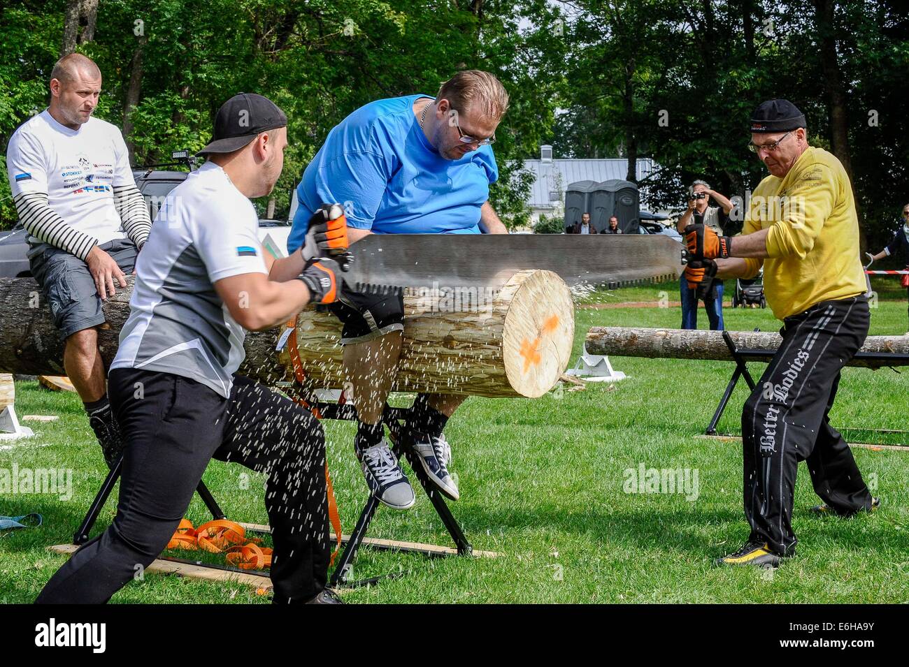 Maetaguse, Estland. 23. August 2014. Spieler treten in Log-Sägen, ein Spiel während der nordischen Axtwerfen Meisterschaft in Maetaguse, Estland, am 23. August 2014. Mehr als 100 beste Axt Werfer aus Dänemark, Schweden, Finnland und Estland konkurrieren in den nordischen Axtwerfen Meisterschaft, die vom 22. bis 23. August dauert. © Sergei Stepanov/Xinhua/Alamy Live-Nachrichten Stockfoto