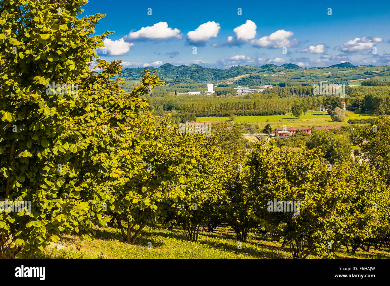 Italien-Piemont-Langhe Roddi Haselnuss-Bäume Stockfoto