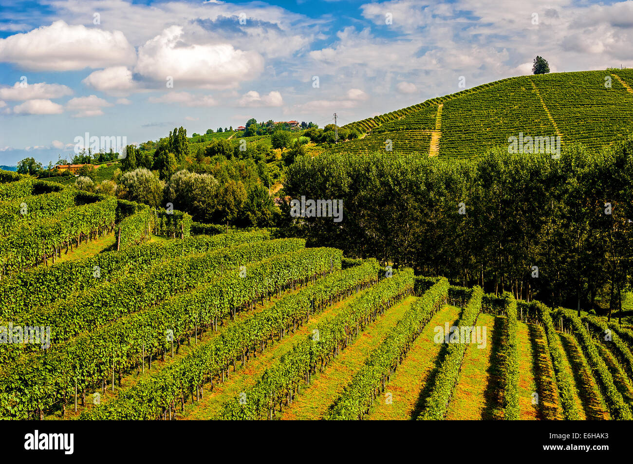 Italien-Piemont-Langhe-Landschaft in der Nähe von Barbaresco Stockfoto