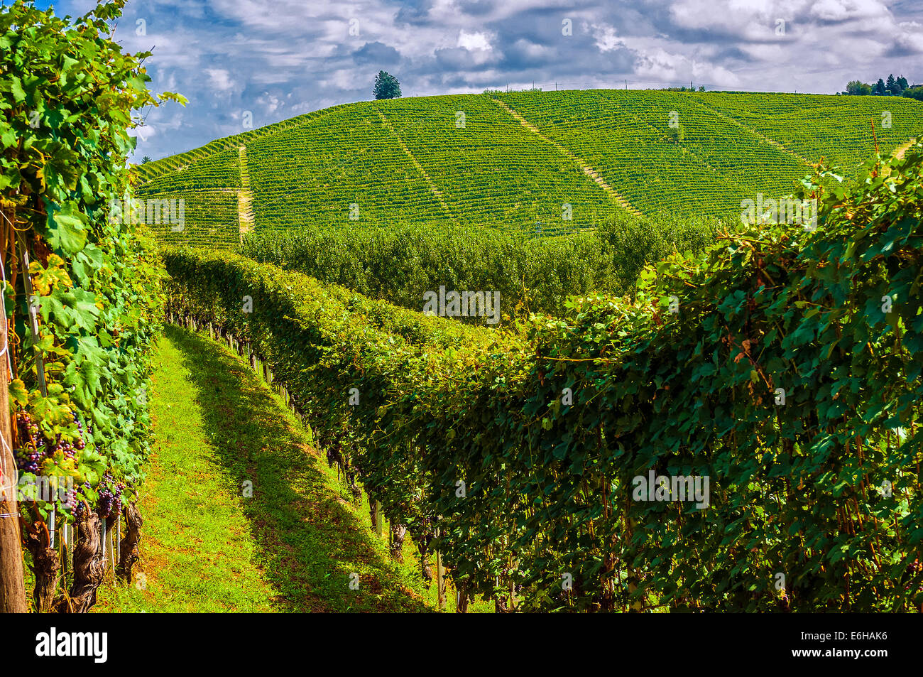 Italien-Piemont-Langhe Barbaresco Weinbergen Stockfoto