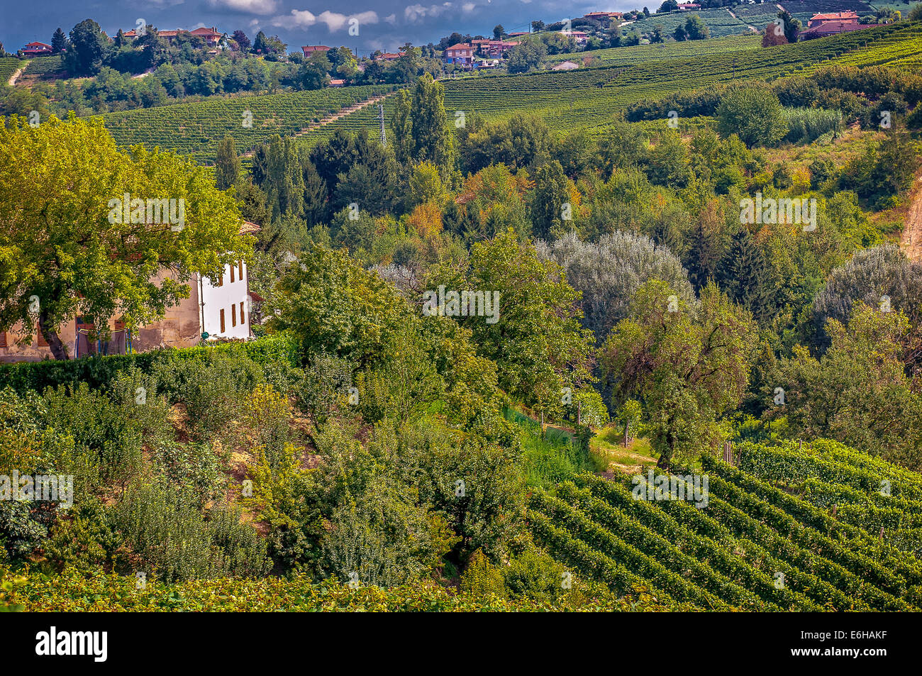 Italien-Piemont-Langhe Barbaresco Weinbergen Stockfoto