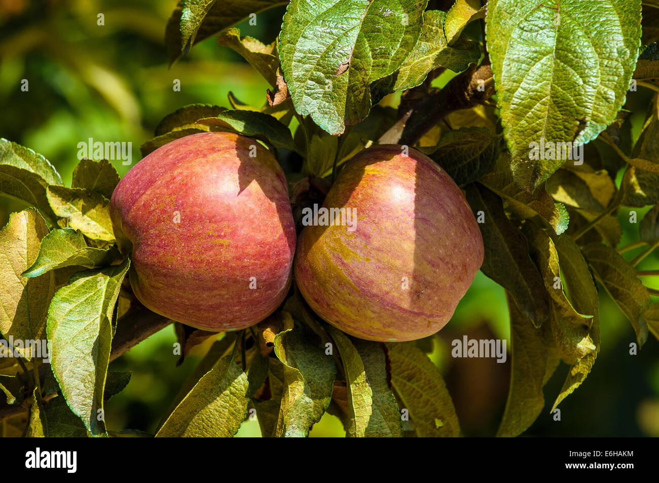 Italien-Piemont-Langhe-Barbaresco Apfelbaum Stockfoto