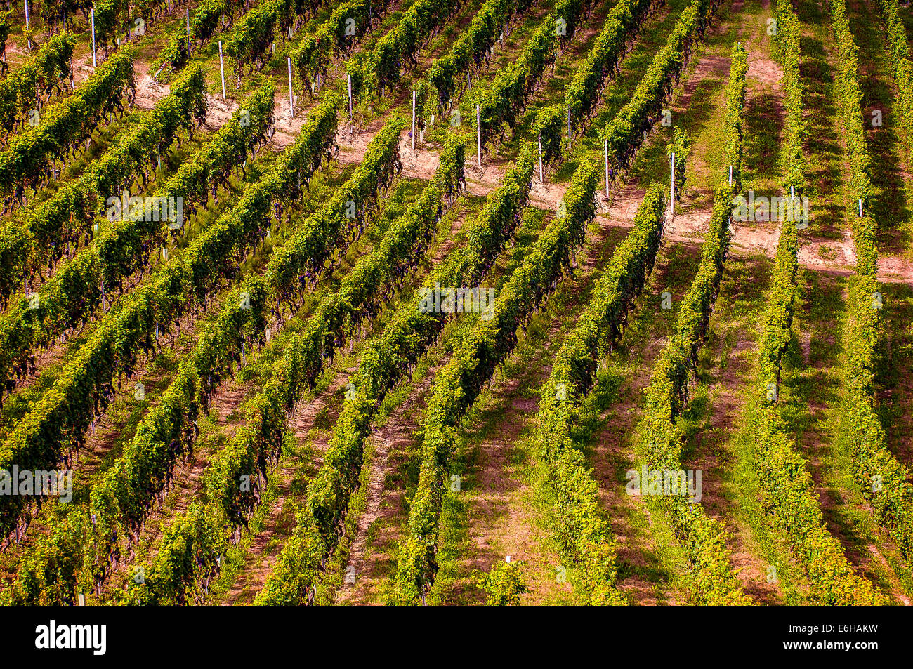Italien-Piemont-Langhe-Barbaresco Weinbergen Stockfoto