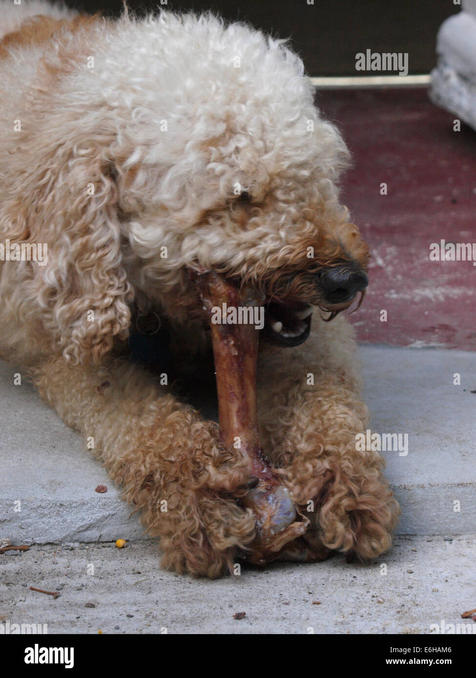 Lagotto Romagnolo Hund, der einen Knochen frisst Stockfoto