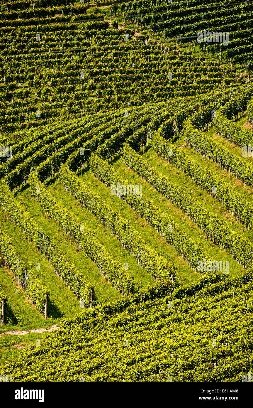 Italien-Piemont-Langhe-Barbaresco, Weinberge Stockfoto