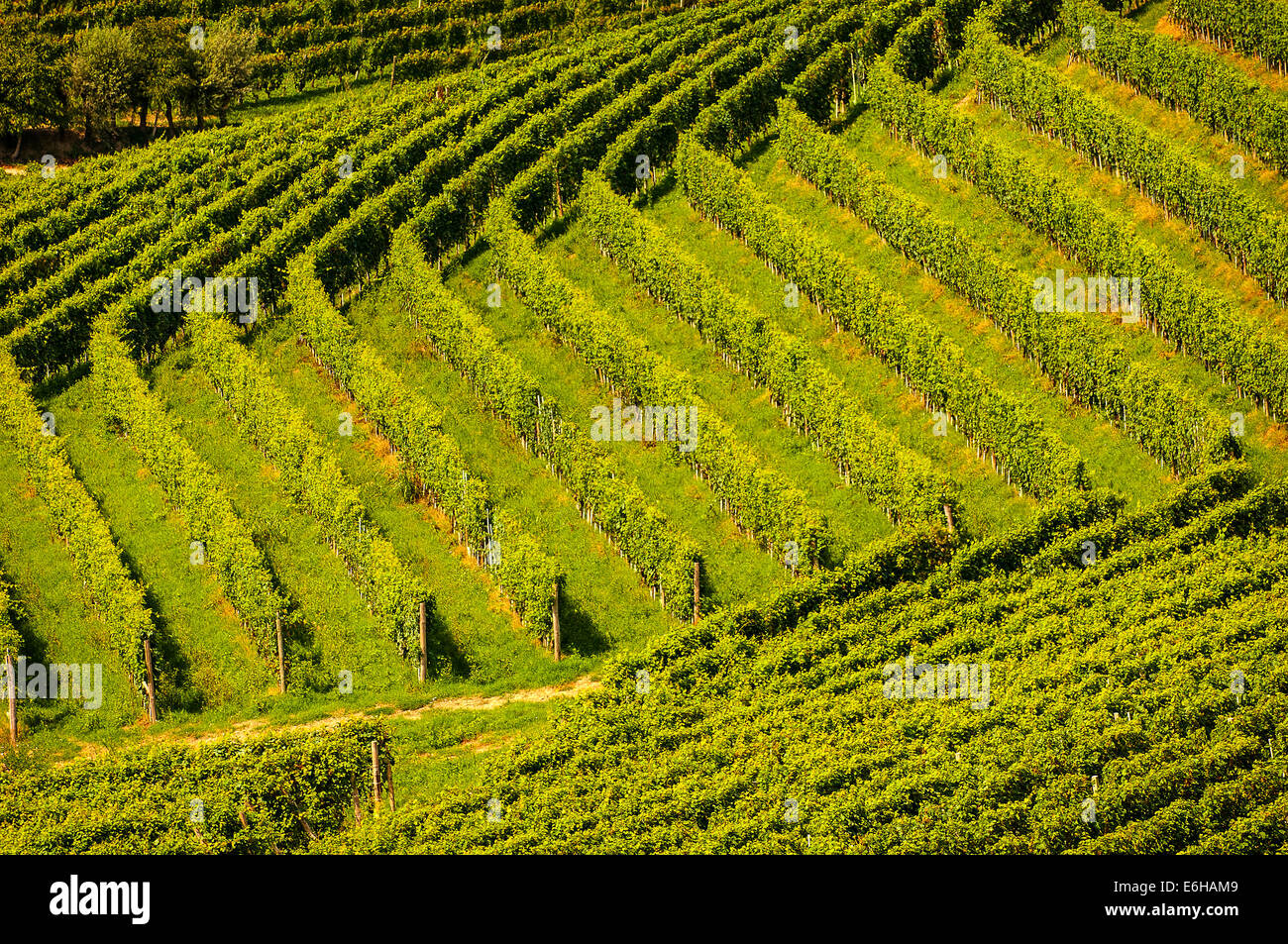Italien-Piemont-Langhe-Barbaresco, Weinberge Stockfoto