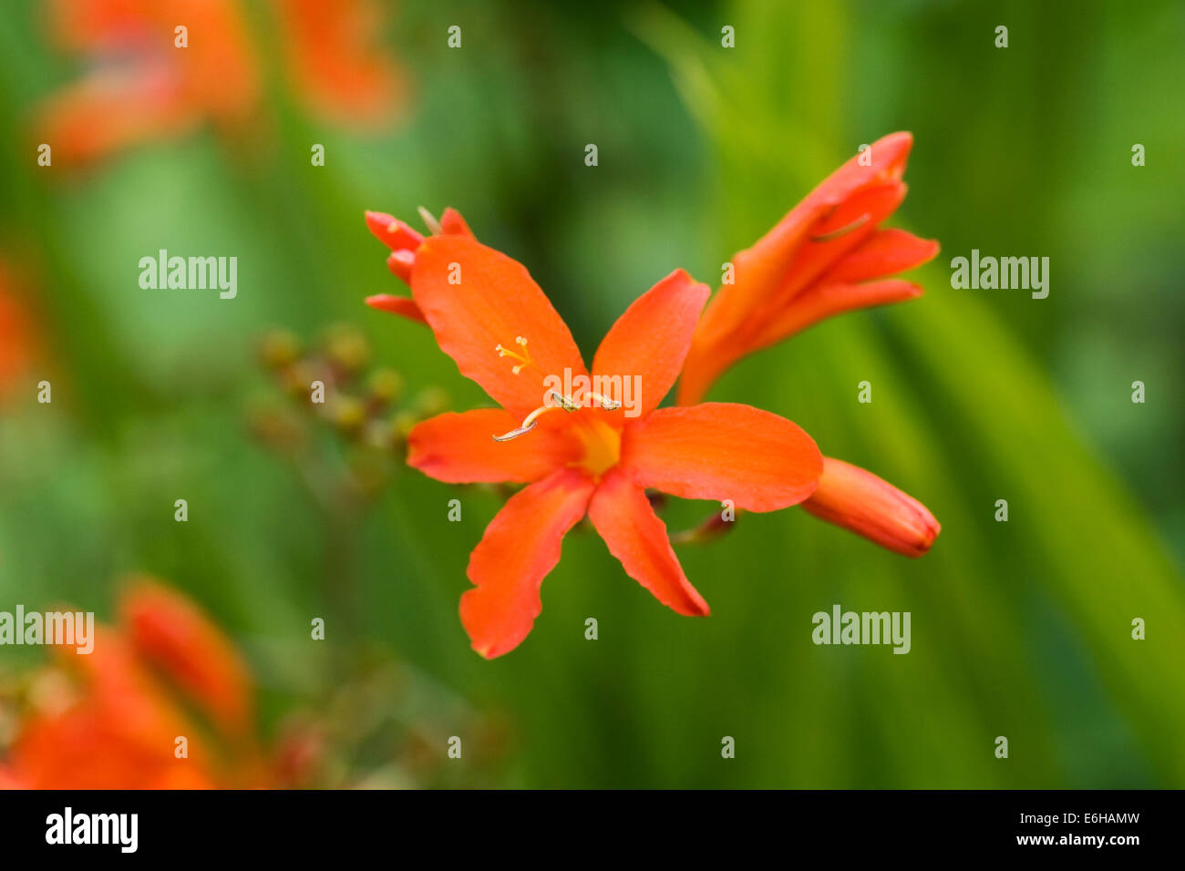 Crocosmia 'Orange Devil' Blumen in einem krautigen Grenze. Stockfoto