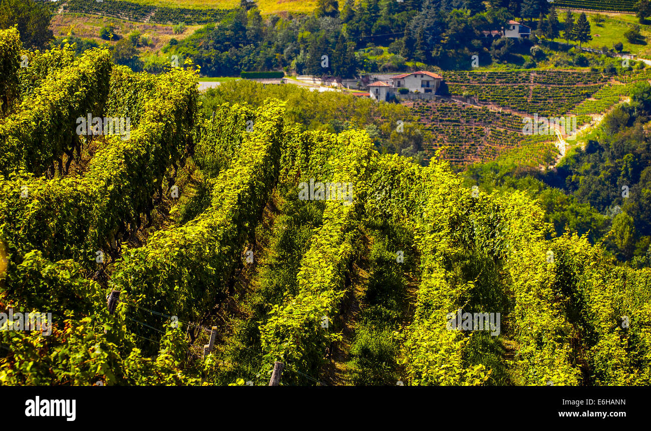Italien-Piemont-Langhe-Landschaft in der Nähe von Mango Stockfoto