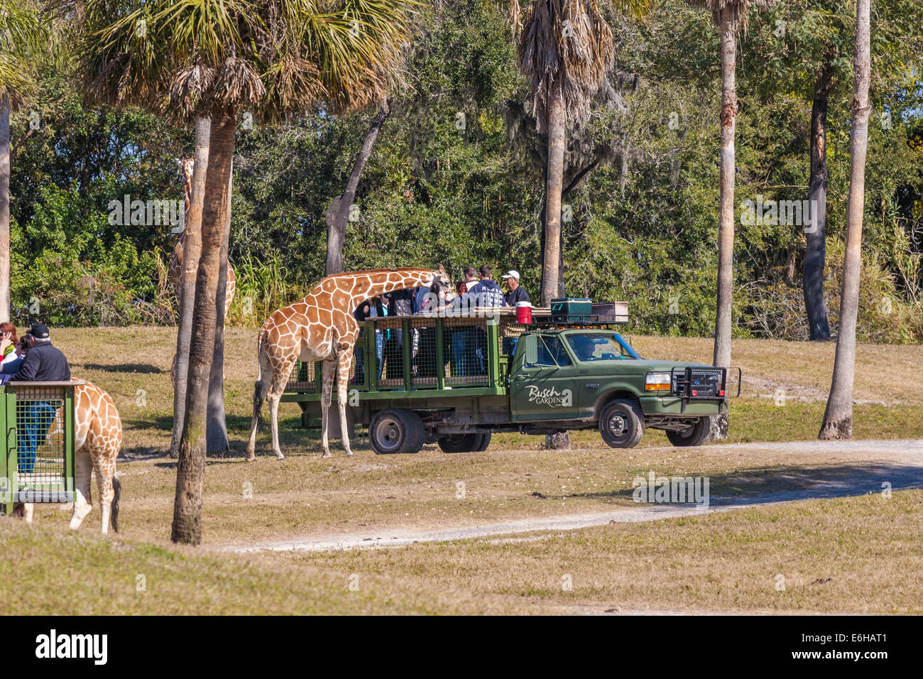Parkgaste Futtern Und Streicheln Giraffen Auf Der Serengeti Safari