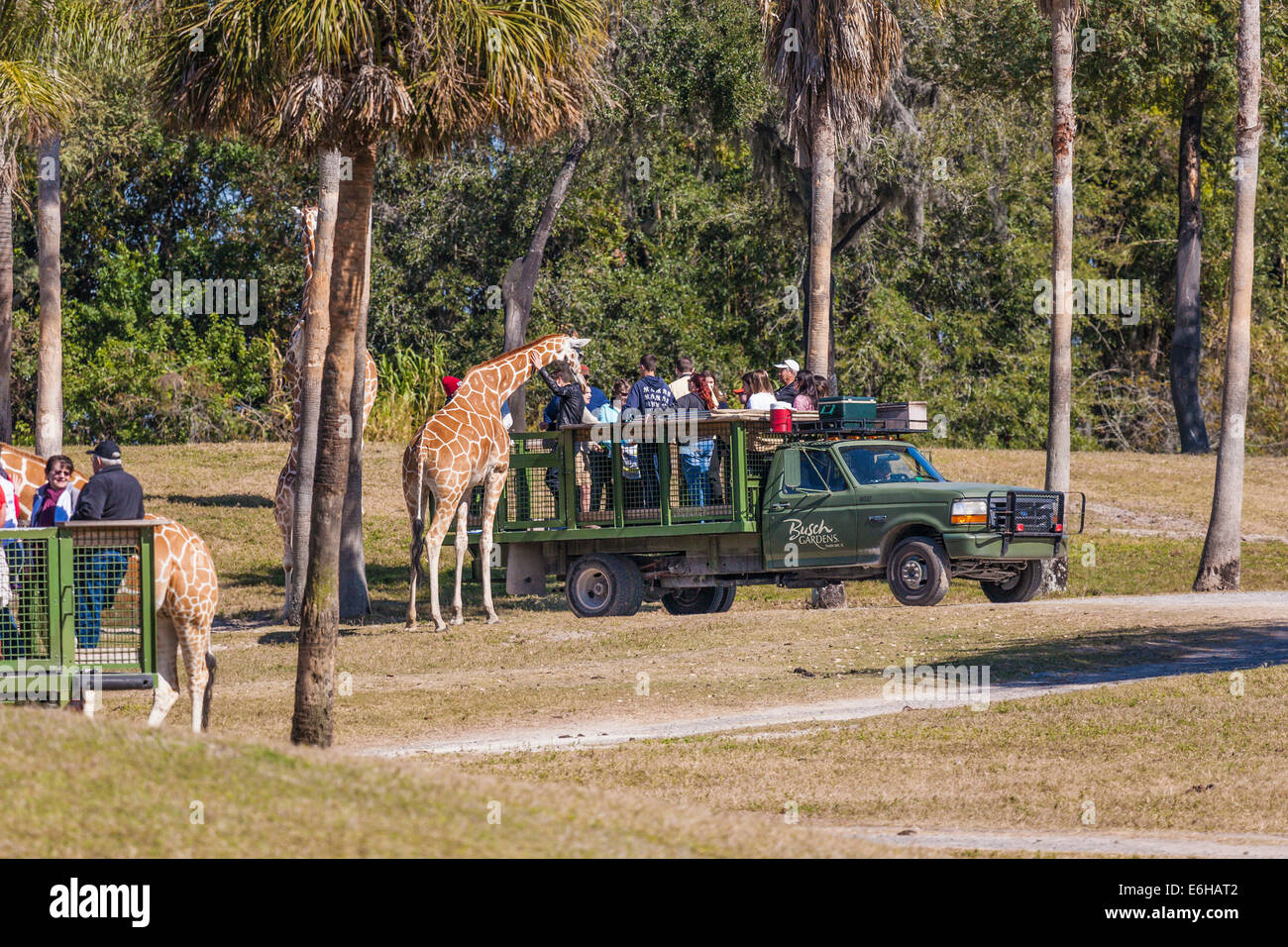 Parkgaste Futtern Und Streicheln Giraffen Auf Der Serengeti Safari