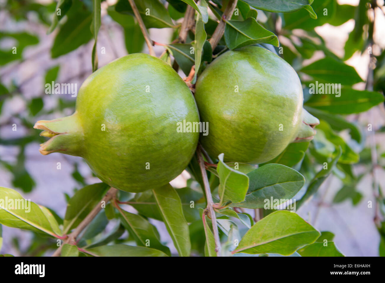 Ein paar unreife Granatäpfel auf einem Baum Stockfoto
