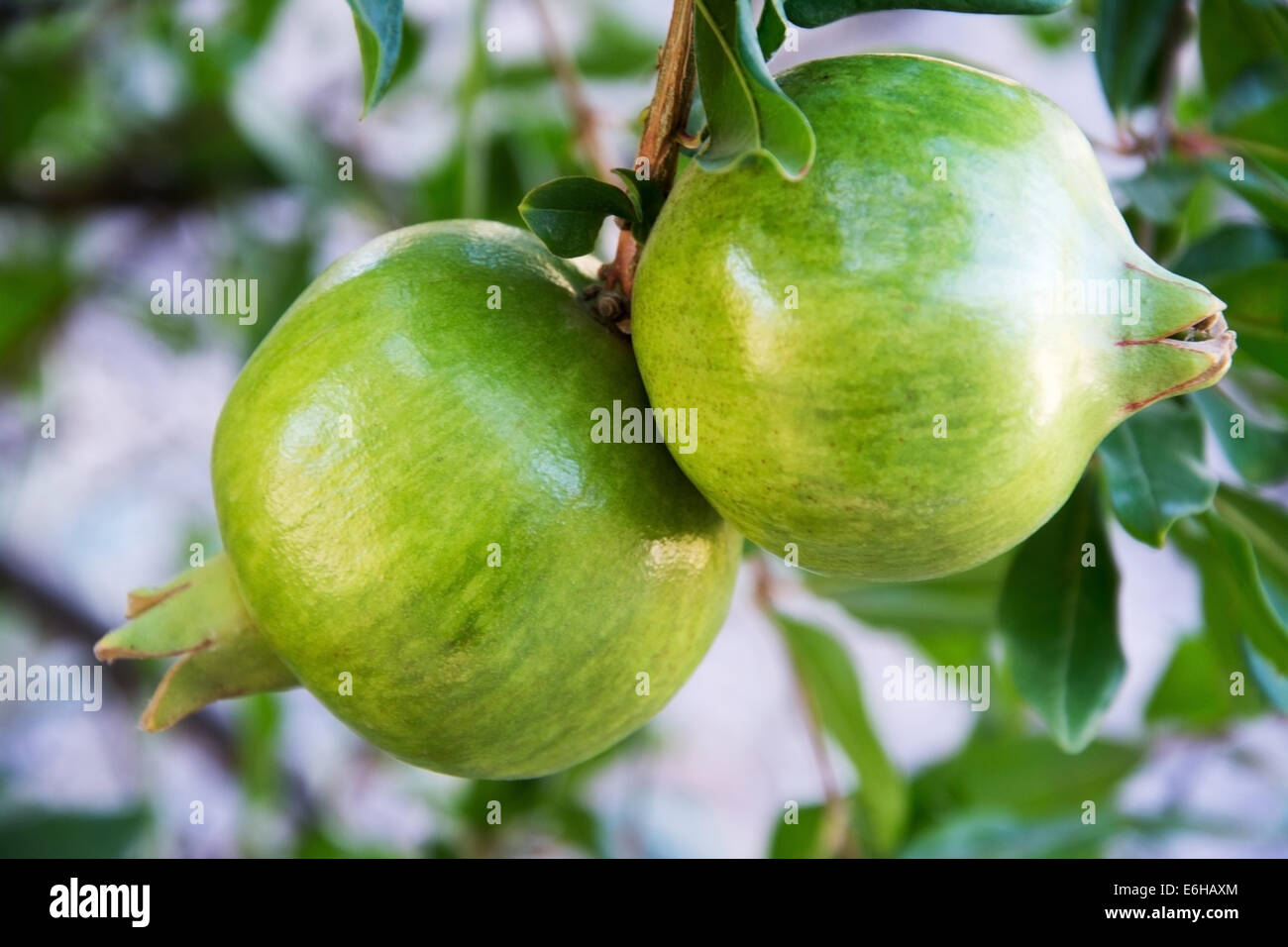 Ein paar unreife Granatäpfel auf einem Baum Stockfoto