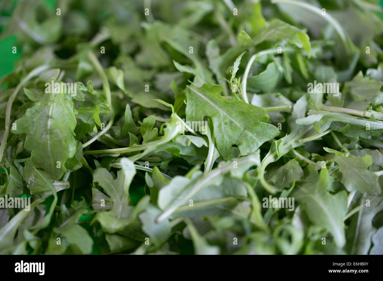 Rucola Blätter Stockfoto