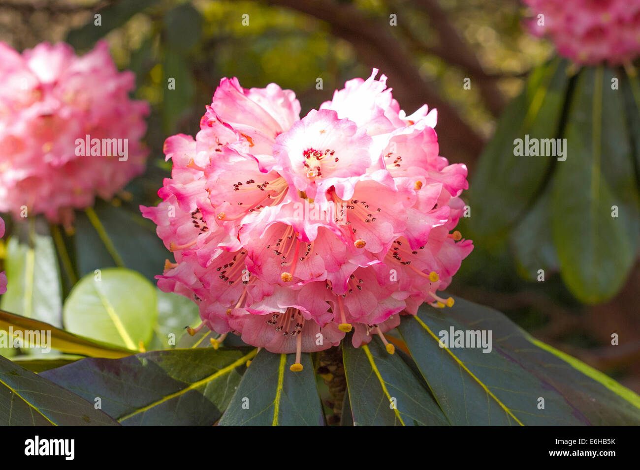 Rhododendren in voller Blüte Stockfoto