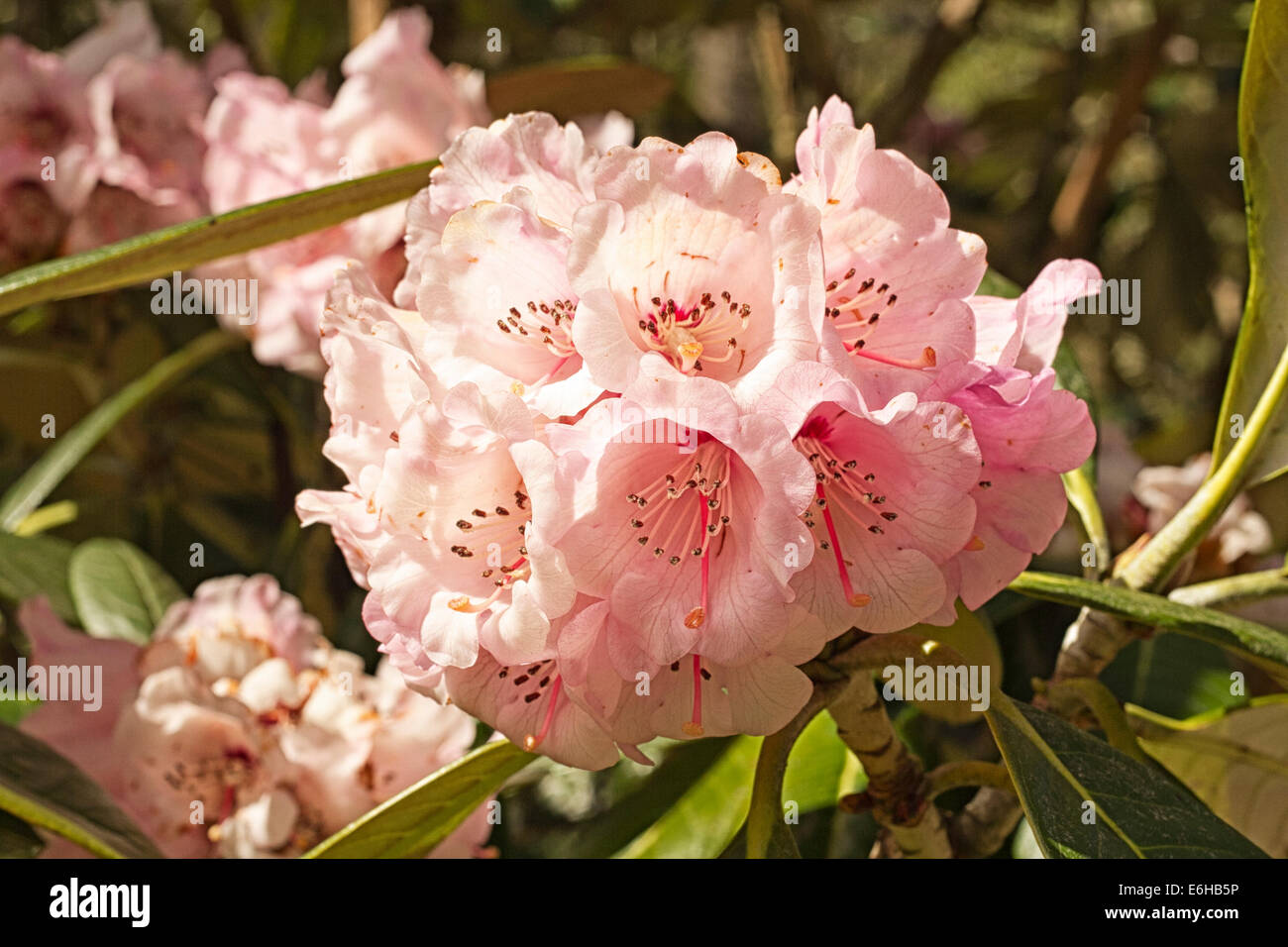 Rhododendren in voller Blüte Stockfoto